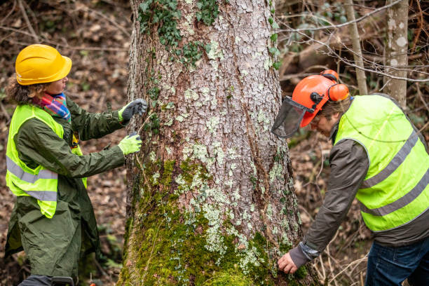 Best Emergency Tree Removal  in Rochester Hills, MI